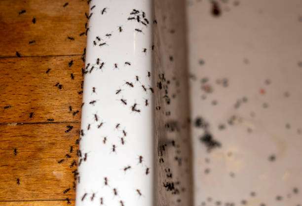 Best Ant Control Services  in Winston, OR